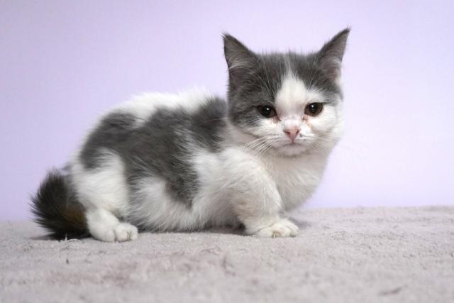 ミヌエット（旧ナポレオン）