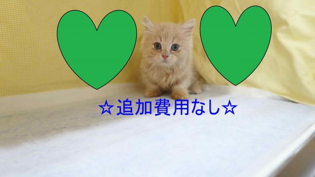 ミヌエット（旧ナポレオン）