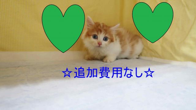 ミヌエット（旧ナポレオン）