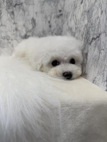 ビションフリーゼぎゅっ💖とつまった美人さん💖