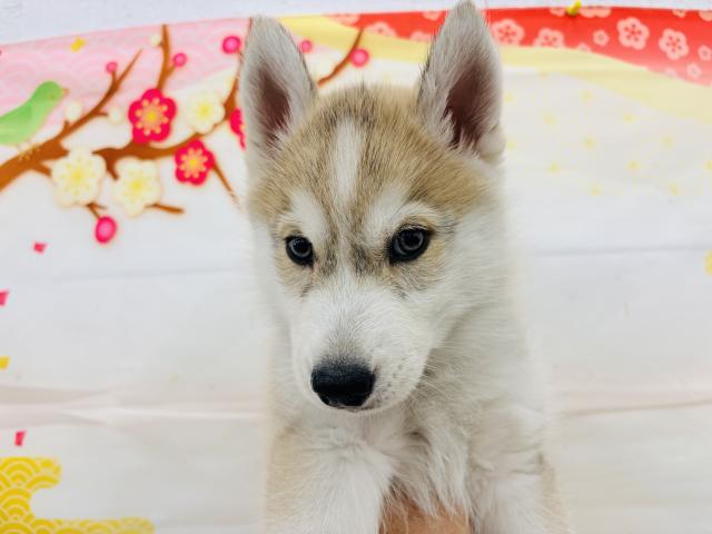 シベリアンハスキー