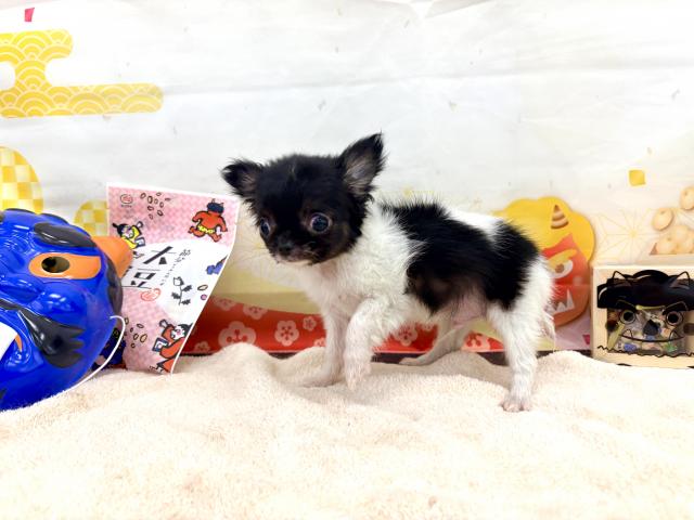 チワワ（ロングコート）