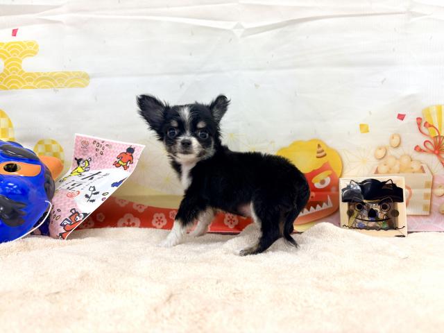 チワワ（ロングコート）