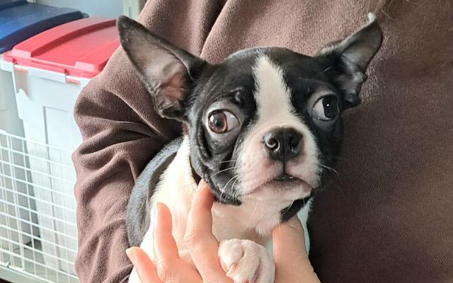 ボストンテリア