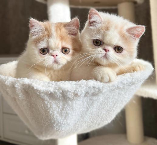 エキゾチックショートヘアー