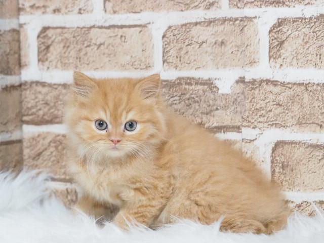 ミヌエット（旧ナポレオン）