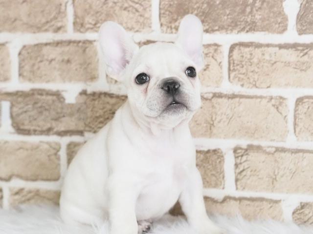 フレンチブルドッグ