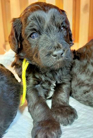 MIXボードゥードル：ビスコ