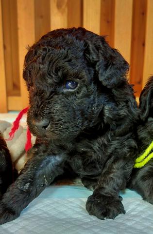 MIXボードゥードル：モカ