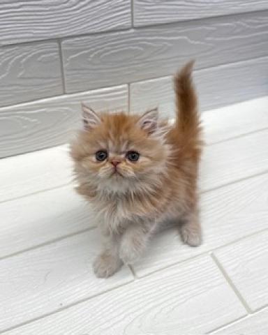 エキゾチックロングヘアー