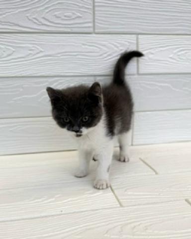 ブリティッシュショートヘア