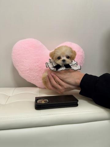 MIX🤍穏やか極小マルプー🤍