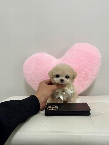 MIX🤍マイクロミニビションプー🤍