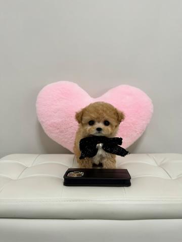 MIX🤍🍬ミニビションプー🍬🤍