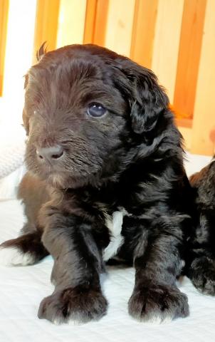 MIXボードゥードル：ニコ