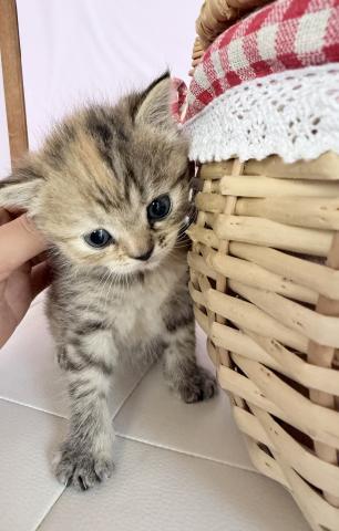 ミヌエット（旧ナポレオン）