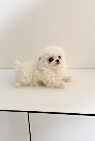 ビションフリーゼプレミアム🎖️ロイヤルミニビション🎖️