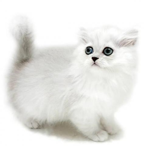 ペルシャ・ヒマラヤン