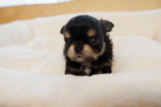 チワワ（ロングコート）