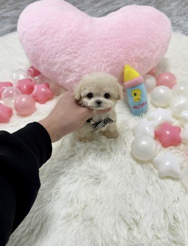MIX🫧韓国ミニビションプー‪🫧