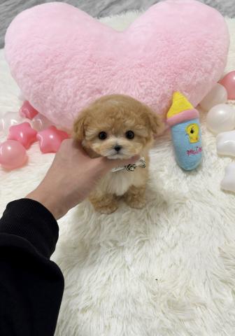 MIX🫧‪韓国ミニビションプー🫧