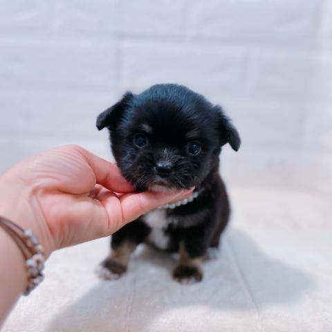 チワワ(ロングコート)