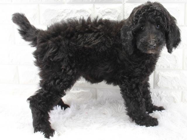 スタンダードプードル