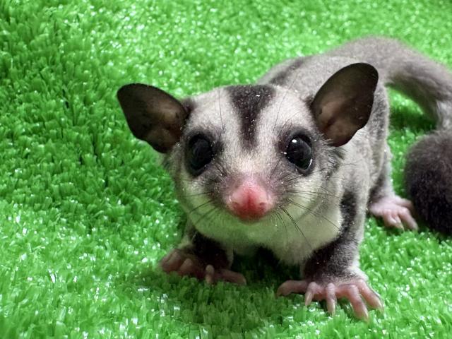 フクロモモンガ ノーマル