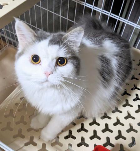 ミヌエット（旧ナポレオン）