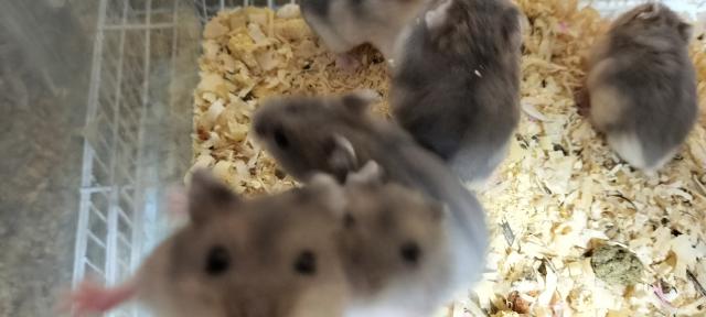 ジャンガリアンハムスター