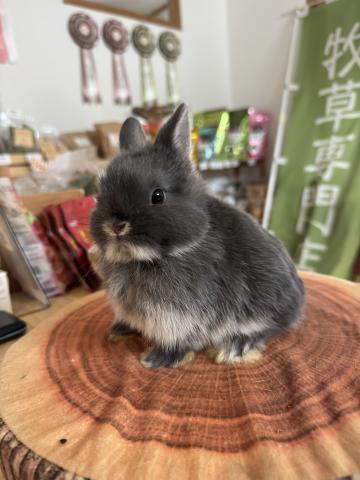 ネザーランドドワーフ