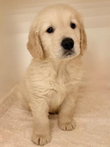 モフモフでお顔がかわいい♡