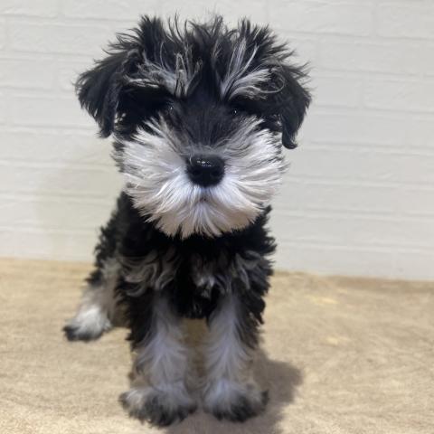 ミニチュアシュナウザー