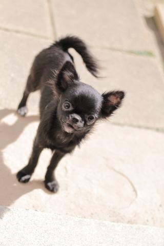 チワワ(ロングコート)