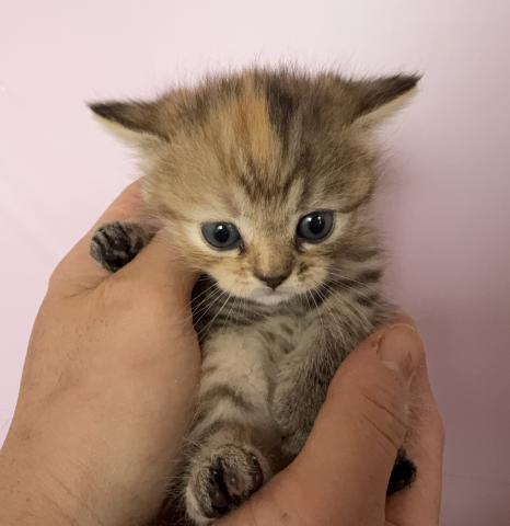 ミヌエット（旧ナポレオン）