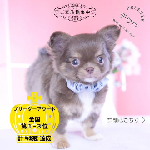 チワワ　ロング