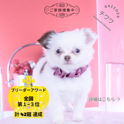 チワワ　ロング