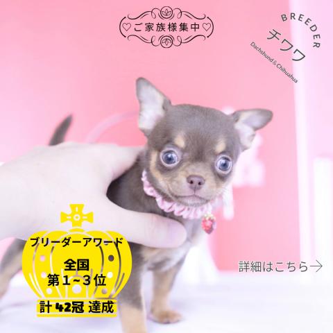 チワワ　スムース