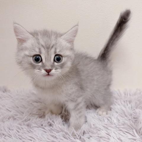 ミヌエット(旧ナポレオン)