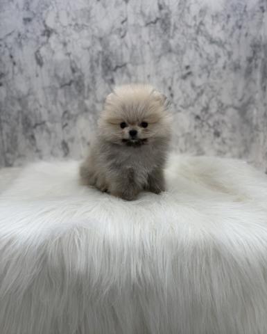 ポメラニアン🐻ྀིぬいぐるみみたいな可愛さ🐻ྀི
