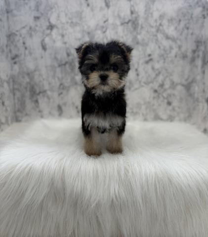 MIX🩷美人すぎるマルキーちゃん🩷