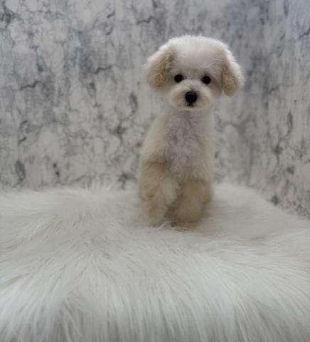 トイプードル女の子らしい優しい顔立ち💕