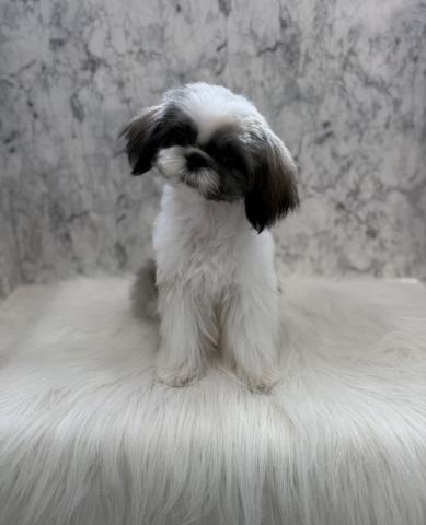 シーズー✩癒し系の女の子✩