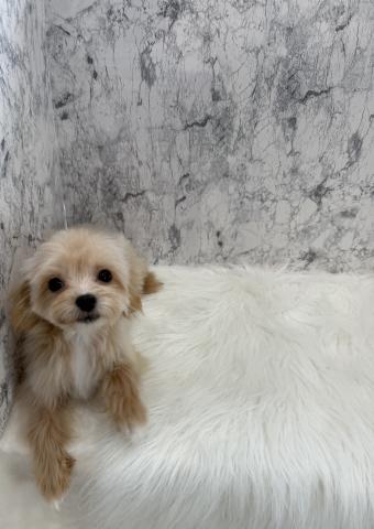 MIX☆ミニミニチワプー君☆