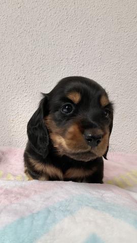 ミニチュアダックスフンド