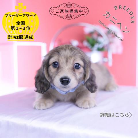 カニヘンダックスフンド ロング