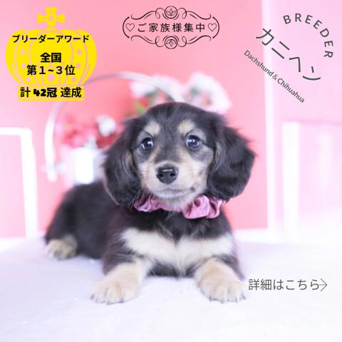 カニヘンダックスフンド　ロング