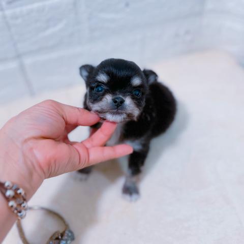 チワワ(ロングコート)