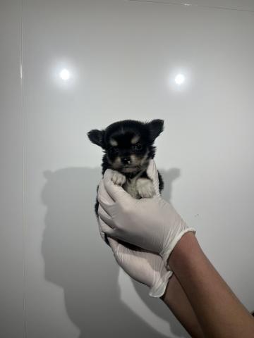 チワワ（ロングコート）