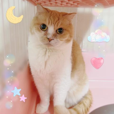 スコティッシュフォールド